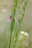 Butterfly, orange tip on the blade of grass. stock images Butterfly, orange tip on the blade of grass. stock images