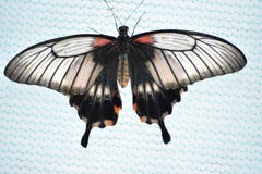 A butterfly on the piece of orange, close-up stock photos A butterfly on the piece of orange, close-up stock photos