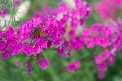 Butterfly on pink flowers. multicolor stock photography Butterfly on pink flowers. multicolor stock photography