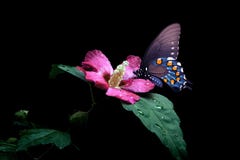 Butterfly on a purple flower, royalty free stock photos Butterfly on a purple flower, royalty free stock photos