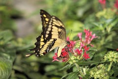Butterfly on purple flower royalty free stock images Butterfly on purple flower royalty free stock images