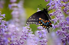 Butterfly with Purple Flowers. Dark Swallowtail butterfly in garden with purple flowers Butterfly with Purple Flowers. Dark Swallowtail butterfly in garden with purple flowers