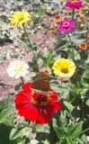 Butterfly on a red flower in the sun royalty free stock photo Butterfly on a red flower in the sun royalty free stock photo