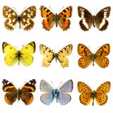 Butterfly set Stock Image Butterfly set Stock Image