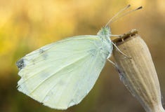 Butterfly stock photography Butterfly stock photography