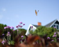 Flight at Summer Cottage royalty free stock images Flight at Summer Cottage royalty free stock images