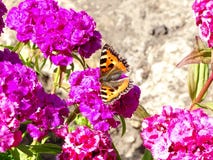 Butterfly Urticaria in flowers Turkish carnation. stock photos Butterfly Urticaria in flowers Turkish carnation. stock photos