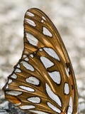 Butterfly Wing Stock Photography