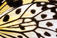 Butterfly Wing Close Up. Stock Photography