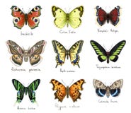 Butterflys. Watercolor imitation. stock illustration Butterflys. Watercolor imitation. stock illustration