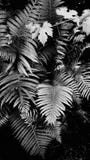 BW Beautiful Floral Background Of Green Foliage Leaves Fern And Grape Royalty Free Stock Image BW Beautiful Floral Background Of Green Foliage Leaves Fern And Grape Royalty Free Stock Image