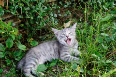 Bâillements rayés fatigués de chat Langue à la maison d'herbe de chat photographie stock libre de droits Bâillements rayés fatigués de chat Langue à la maison d'herbe de chat photographie stock libre de droits