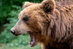 Bär mit offener Mündung Porträt braunen Kamchatka-Bären stockfotos Bär mit offener Mündung Porträt braunen Kamchatka-Bären stockfotos