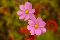 Bästa sikt av två rosa kosmosblommor i fältet royaltyfri foto Bästa sikt av två rosa kosmosblommor i fältet royaltyfri foto