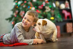 Bästa vän stilig blond röd vit engelsk bulldogg för pojke som och för valp tycker om spendera tid med de nästan julgran royaltyfria foton Bästa vän stilig blond röd vit engelsk bulldogg för pojke som och för valp tycker om spendera tid med de nästan julgran royaltyfria foton