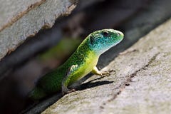 Błękita, zieleni i koloru żółtego jaszczurka, fotografia stock Błękita, zieleni i koloru żółtego jaszczurka, fotografia stock