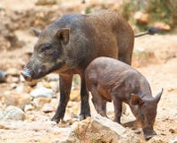 Maison a vendre dans l