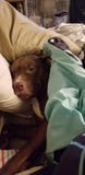 Bébé somnolent Pittbull image libre de droits Bébé somnolent Pittbull image libre de droits