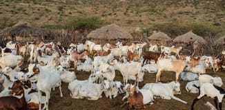 Bétail de tribu de maasai en Afrique photos libres de droits Bétail de tribu de maasai en Afrique photos libres de droits