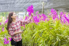 Bönder beundrar produktion för blommaträdgård Lycklig ung kvinna som går i orkidéväxten Folkarbete på orkidélantgården fotografering för bildbyråer Bönder beundrar produktion för blommaträdgård Lycklig ung kvinna som går i orkidéväxten Folkarbete på orkidélantgården fotografering för bildbyråer