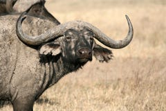 Búfalo - cratera de Ngorongoro, Tanzânia, África foto de stock Búfalo - cratera de Ngorongoro, Tanzânia, África foto de stock