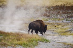 Búfalo do bisonte americano no parque nacional de Yellowstone na grama foto de stock Búfalo do bisonte americano no parque nacional de Yellowstone na grama foto de stock