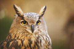 Búho con los ojos del amarillo y fondo caliente en España fotos de archivo libres de regalías Búho con los ojos del amarillo y fondo caliente en España fotos de archivo libres de regalías