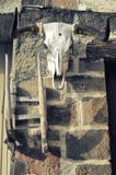 Büffelschädel auf altem Backsteinmauerhintergrund Stier-Weiß Scull Instagram-Weinlese-Filterblick Lizenzfreies Stockfoto Büffelschädel auf altem Backsteinmauerhintergrund Stier-Weiß Scull Instagram-Weinlese-Filterblick Lizenzfreies Stockfoto