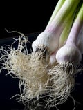 Bündel Knoblauch mit Wurzeln zum Trocknen lizenzfreie stockfotografie Bündel Knoblauch mit Wurzeln zum Trocknen lizenzfreie stockfotografie