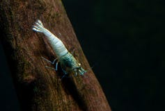 Błękita rygla pobyt na szalunek dekoracji z ciemnym tłem zdjęcia stock Błękita rygla pobyt na szalunek dekoracji z ciemnym tłem zdjęcia stock
