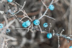 Błękitne tarninowe jagody, cierniowaci ciernie w spadku na gałąź krzak fotografia stock Błękitne tarninowe jagody, cierniowaci ciernie w spadku na gałąź krzak fotografia stock