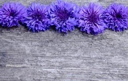 Błękitni kwiaty cornflowers na drewnianym tle obrazy royalty free Błękitni kwiaty cornflowers na drewnianym tle obrazy royalty free