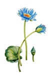 Błękitni lotuses, liście i pączki, royalty ilustracja Błękitni lotuses, liście i pączki, royalty ilustracja