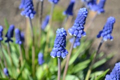 Błękitny urok, jaskrawy błękit kwitnie Muscari, zdjęcia royalty free Błękitny urok, jaskrawy błękit kwitnie Muscari, zdjęcia royalty free