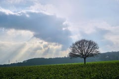 C'est un arbre un jour nuageux photo stock C'est un arbre un jour nuageux photo stock