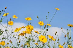 C sulphureus Cav eller svavelkosmos kosmos blommar yellow royaltyfria bilder C sulphureus Cav eller svavelkosmos kosmos blommar yellow royaltyfria bilder