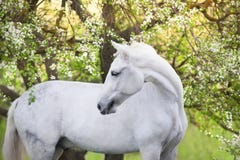 Caballo blanco de la primavera fotos de archivo libres de regalías Caballo blanco de la primavera fotos de archivo libres de regalías