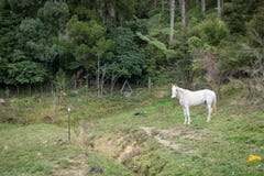 Caballo blanco en Nueva Zelanda fotografía de archivo Caballo blanco en Nueva Zelanda fotografía de archivo