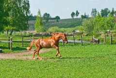 Caballo corriente Foto de archivo libre de regalías Caballo corriente Foto de archivo libre de regalías