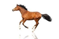 Caballo de bahía aislado imagen de archivo libre de regalías Caballo de bahía aislado imagen de archivo libre de regalías