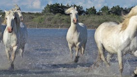 Caballo de Camargue, manada que galopa a través del pantano, Saintes Marie de la Mer en el sur de Francia, almacen de video Caballo de Camargue, manada que galopa a través del pantano, Saintes Marie de la Mer en el sur de Francia, almacen de video