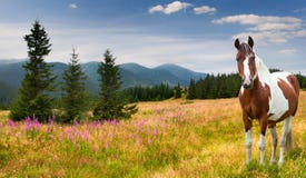 Valla De Estacas Americana Del Cerdo Del Caballo De La Casa De La