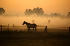 Caballo en niebla de la mañana Caballo en niebla de la mañana