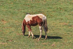 Caballo en un campo que pasta fotografía de archivo Caballo en un campo que pasta fotografía de archivo