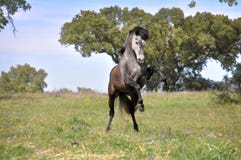 Caballo gris que se alza en campo imagen de archivo libre de regalías Caballo gris que se alza en campo imagen de archivo libre de regalías