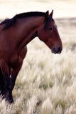 Brown horse get in to the frame with yellow grass background. royalty free stock photo Brown horse get in to the frame with yellow grass background. royalty free stock photo