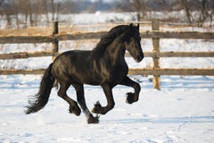 Caballo negro del frisian en invierno foto de archivo libre de regalías Caballo negro del frisian en invierno foto de archivo libre de regalías