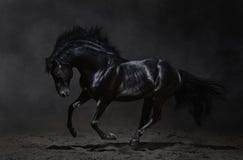 Caballo negro galopante en fondo oscuro imagen de archivo libre de regalías Caballo negro galopante en fondo oscuro imagen de archivo libre de regalías