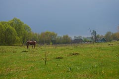 Caballo que pasta en un prado verde fotografía de archivo libre de regalías Caballo que pasta en un prado verde fotografía de archivo libre de regalías