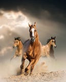 Caballo salvaje en polvo imagen de archivo libre de regalías Caballo salvaje en polvo imagen de archivo libre de regalías
